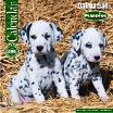 mes animaux prefere