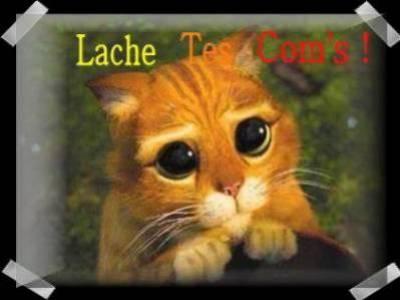 petit chat