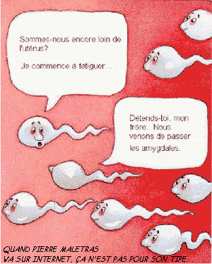 les spermatosoides