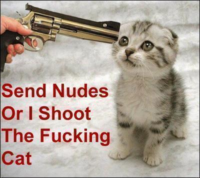 Pauvre petit chat