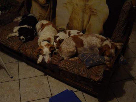 la c mes chiens 