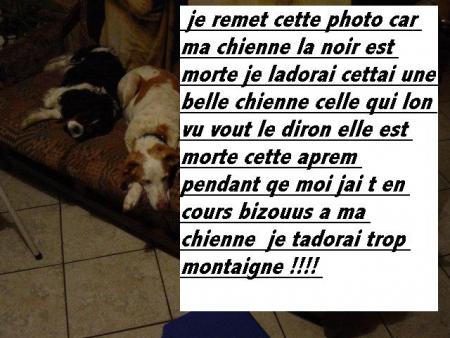 a ma chienne